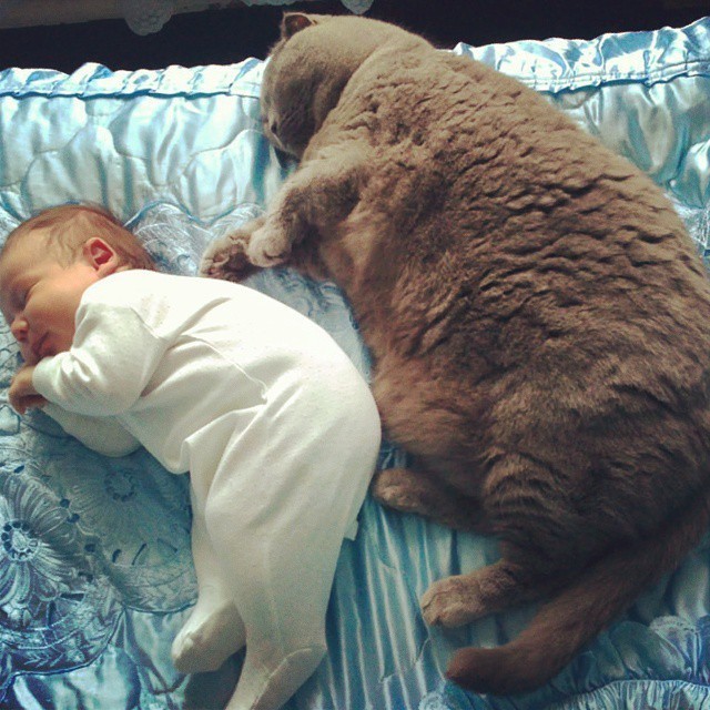 babysitting-cats-21