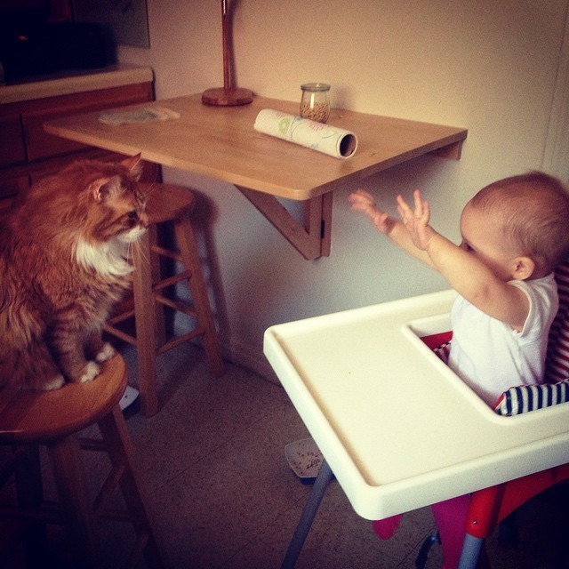babysitting-cats-22