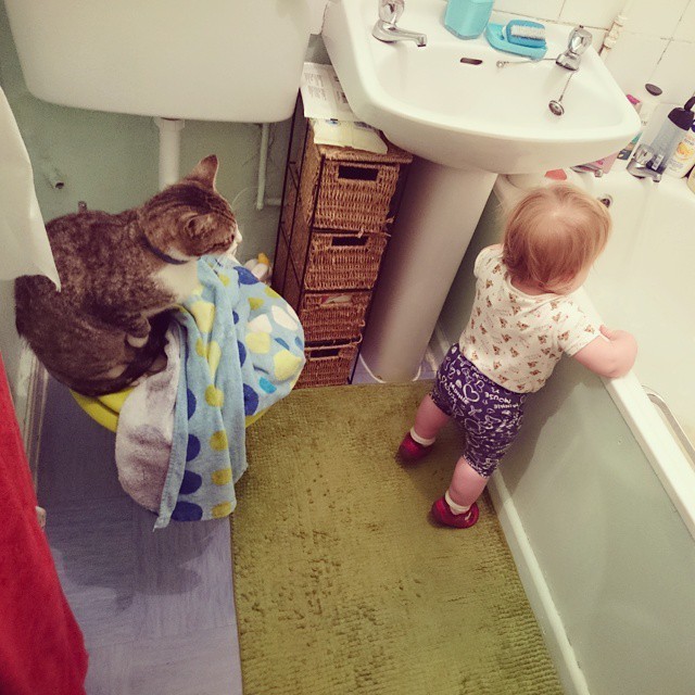 babysitting-cats-27