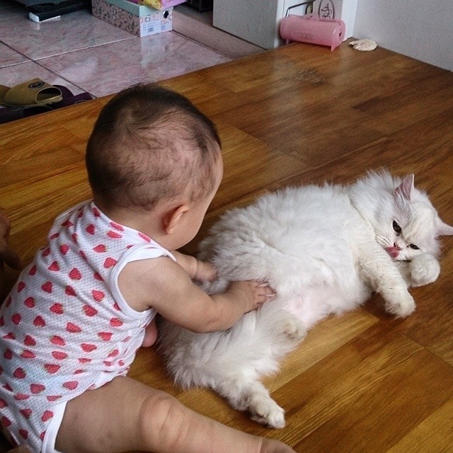 babysitting-cats-30