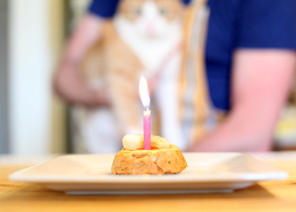 cat-bday-cakes-14