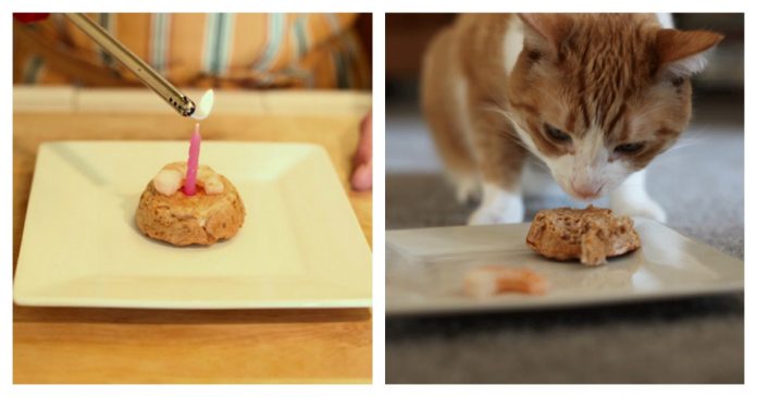 cat-birthday-cake-feature