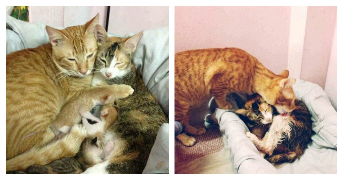 Daddy Cat Stays Glued To Mom Cat While Birthing His Kittens…Beautiful