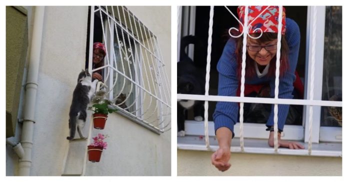 cat-ladder-lady-feature