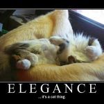 cat-motivational-posters-3