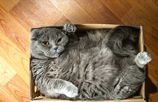 cat-refuses-boxes-too-small-1