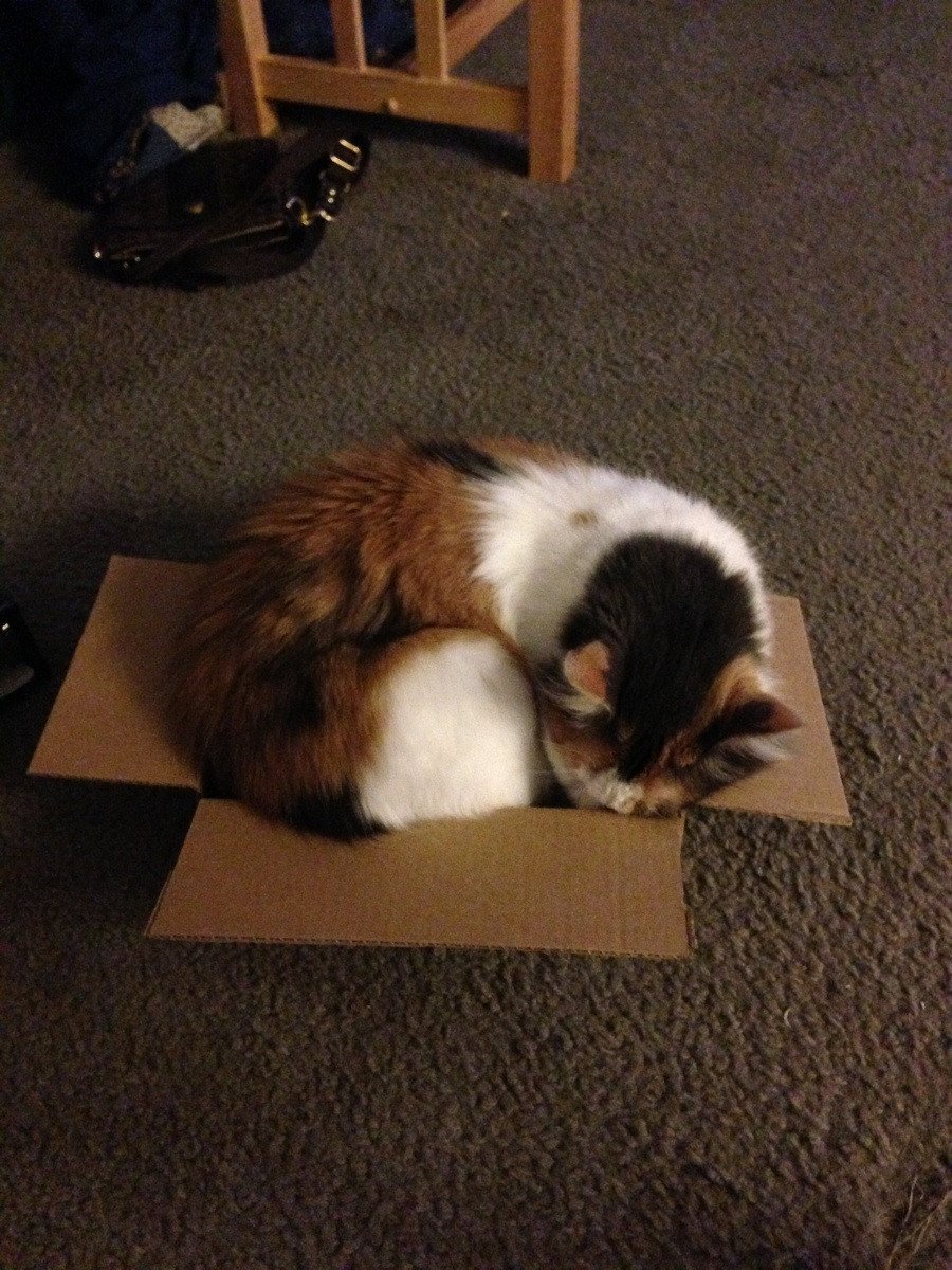 cat-refuses-boxes-too-small-10