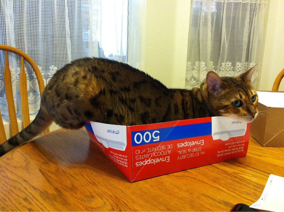 cat-refuses-boxes-too-small-13