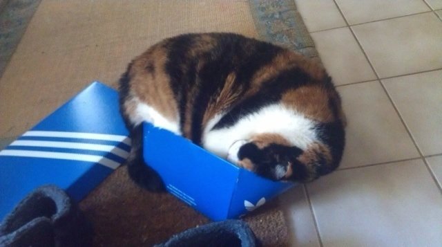 cat-refuses-boxes-too-small-14