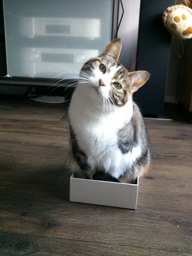cat-refuses-boxes-too-small-16