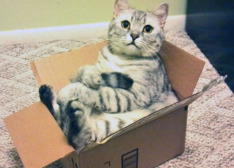 cat-refuses-boxes-too-small-17