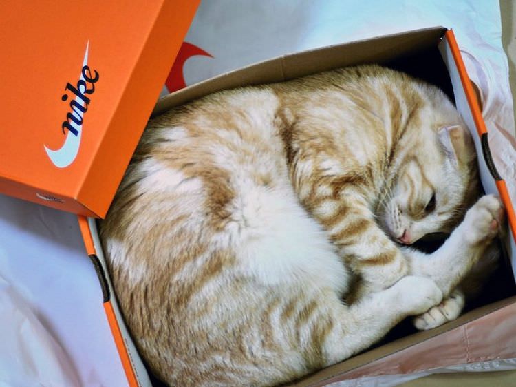 cat-refuses-boxes-too-small-18