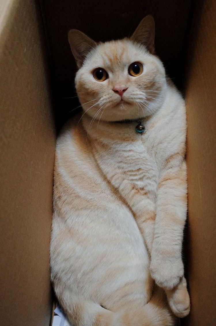cat-refuses-boxes-too-small-19
