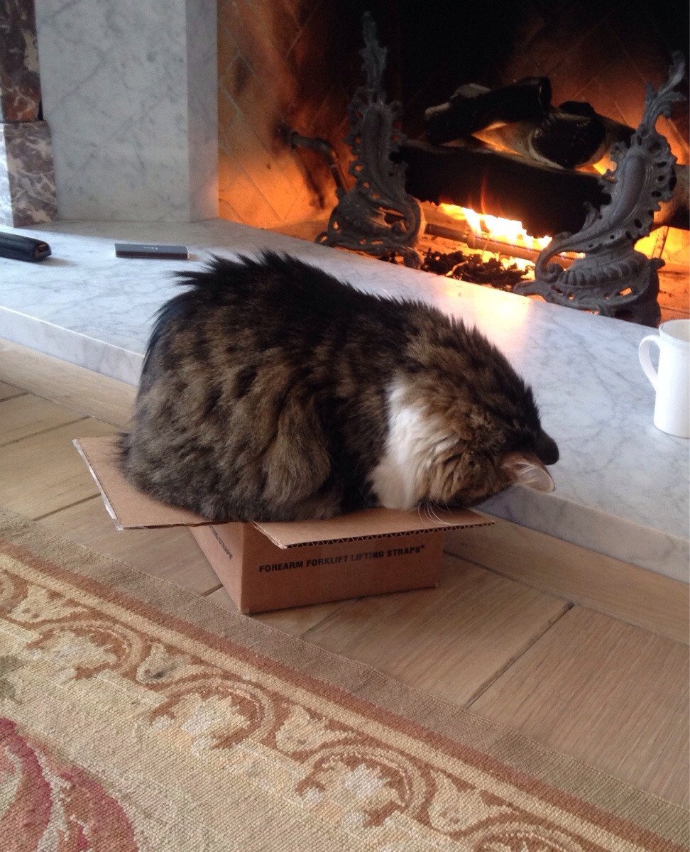 cat-refuses-boxes-too-small-2