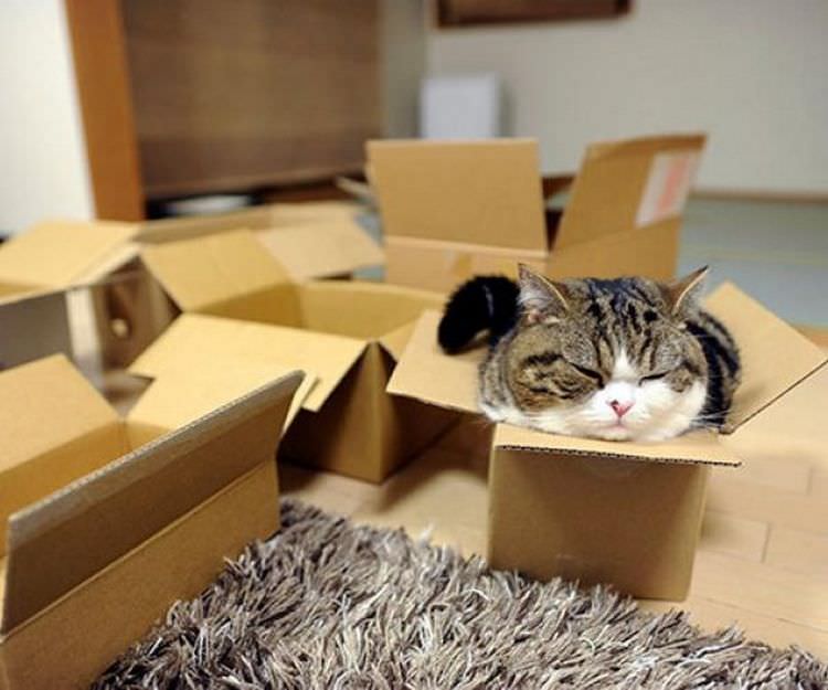 cat-refuses-boxes-too-small-20