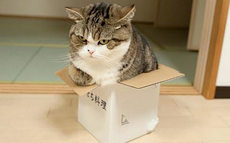 cat-refuses-boxes-too-small-21
