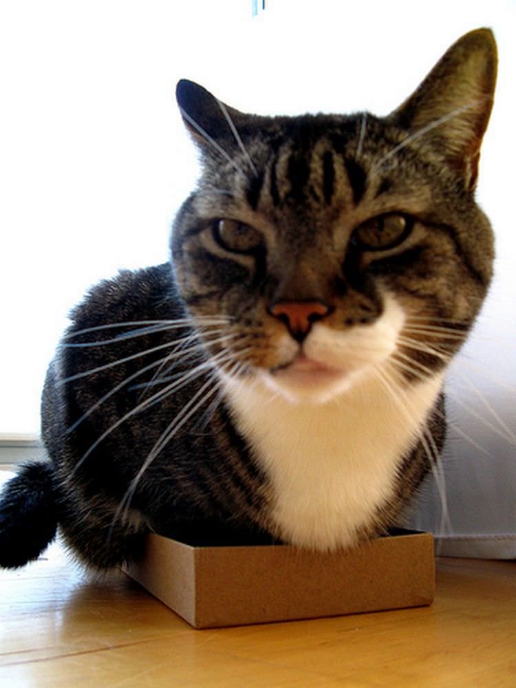 cat-refuses-boxes-too-small-23