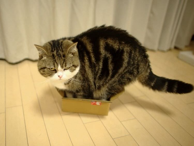 cat-refuses-boxes-too-small-25