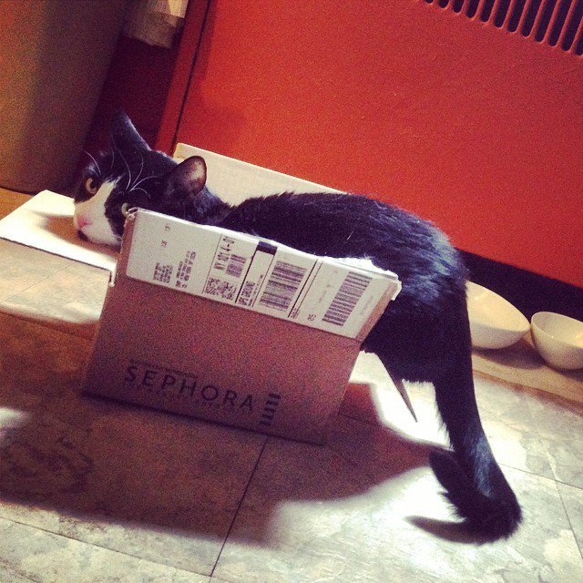 cat-refuses-boxes-too-small-3