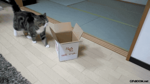 cat-refuses-boxes-too-small-5