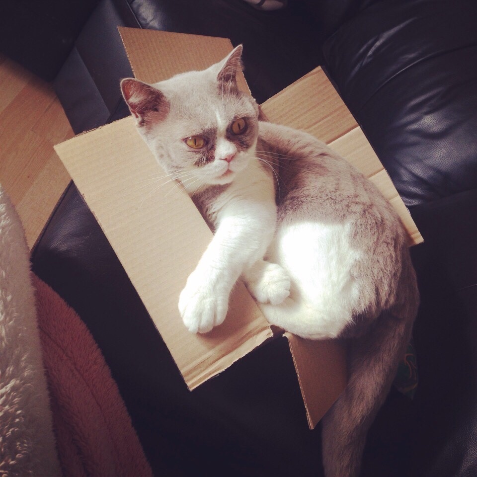 cat-refuses-boxes-too-small-6