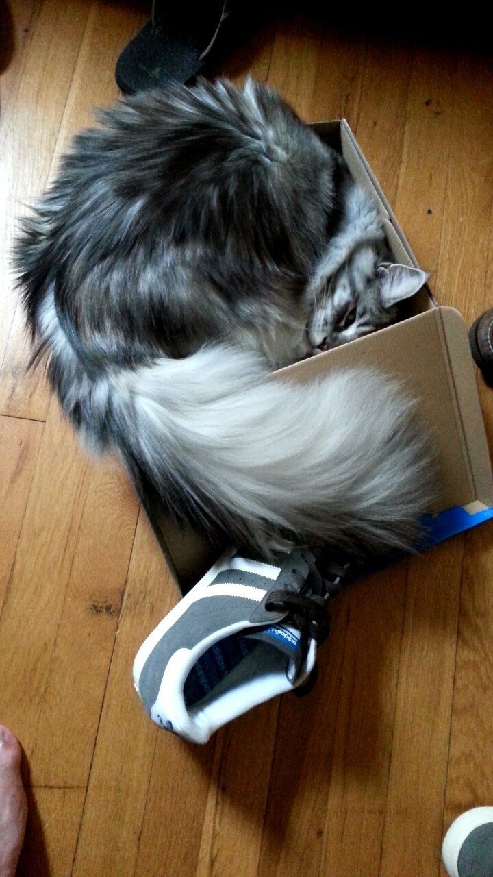 cat-refuses-boxes-too-small-7