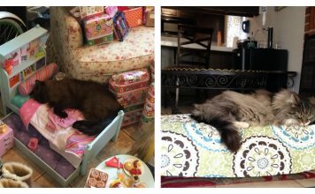 15 Cats Who Believe Doll Beds Were Created For Them