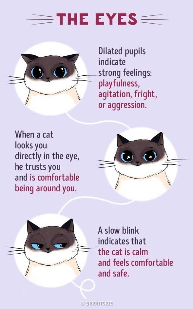 common-cat-language-2