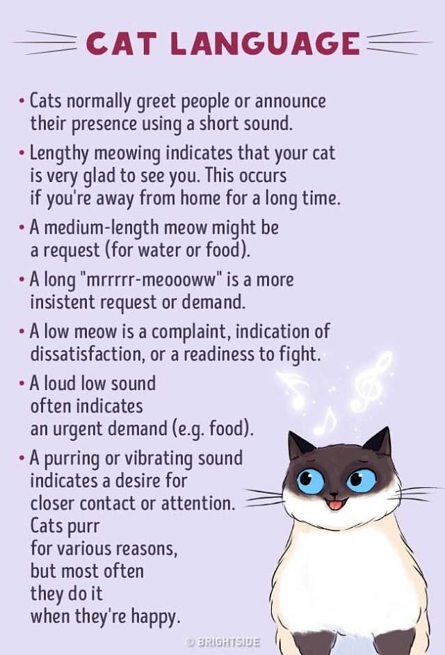 common-cat-language-4