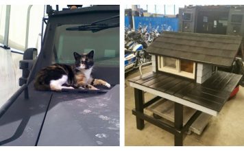 Cop Builds Dream "Condo" For Friendly Stray Cat
