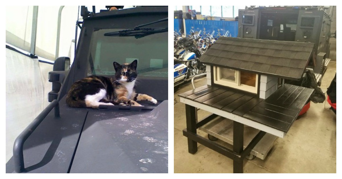Cop Builds Dream "Condo" For Friendly Stray Cat Catlov