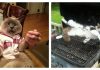 17 Cats Who Have No Idea What This Crazy World Is All About