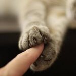 cute-cat-paws-10