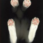 cute-cat-paws-11