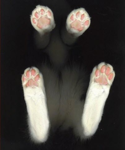 cute-cat-paws-11