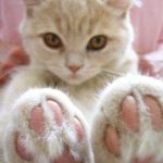 cute-cat-paws-12