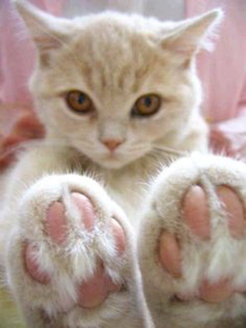 cute-cat-paws-12
