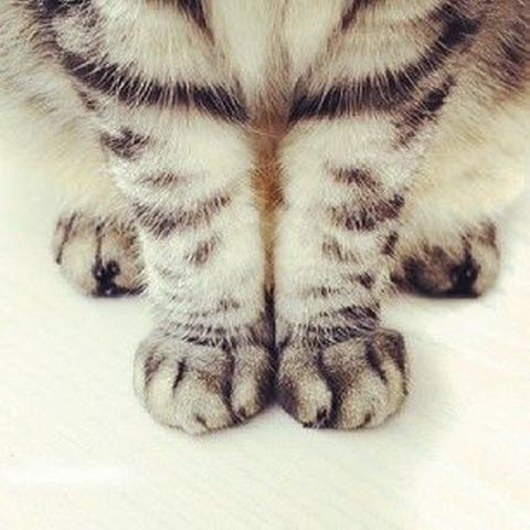 cute-cat-paws-14