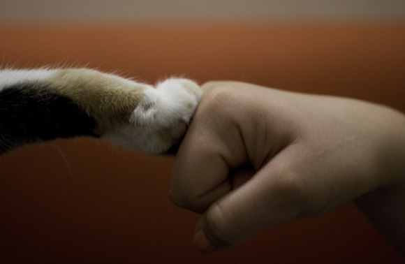 cute-cat-paws-16