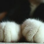 cute-cat-paws-17