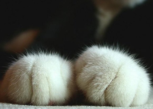cute-cat-paws-17