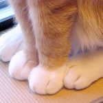 cute-cat-paws-18