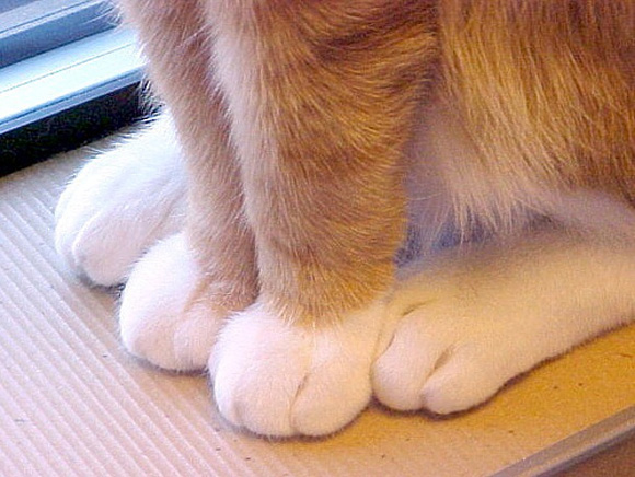 cute-cat-paws-18
