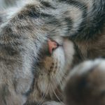 cute-cat-paws-19