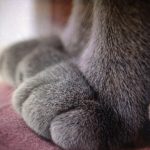 cute-cat-paws-2