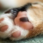 cute-cat-paws-20