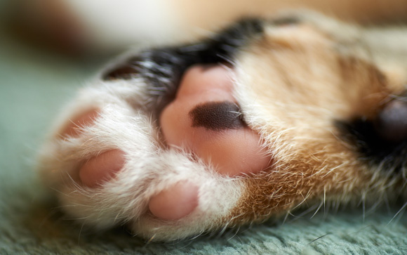 cute-cat-paws-20