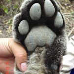 cute-cat-paws-3