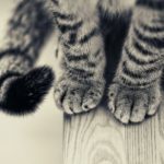 cute-cat-paws-4