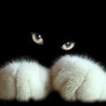 cute-cat-paws-5